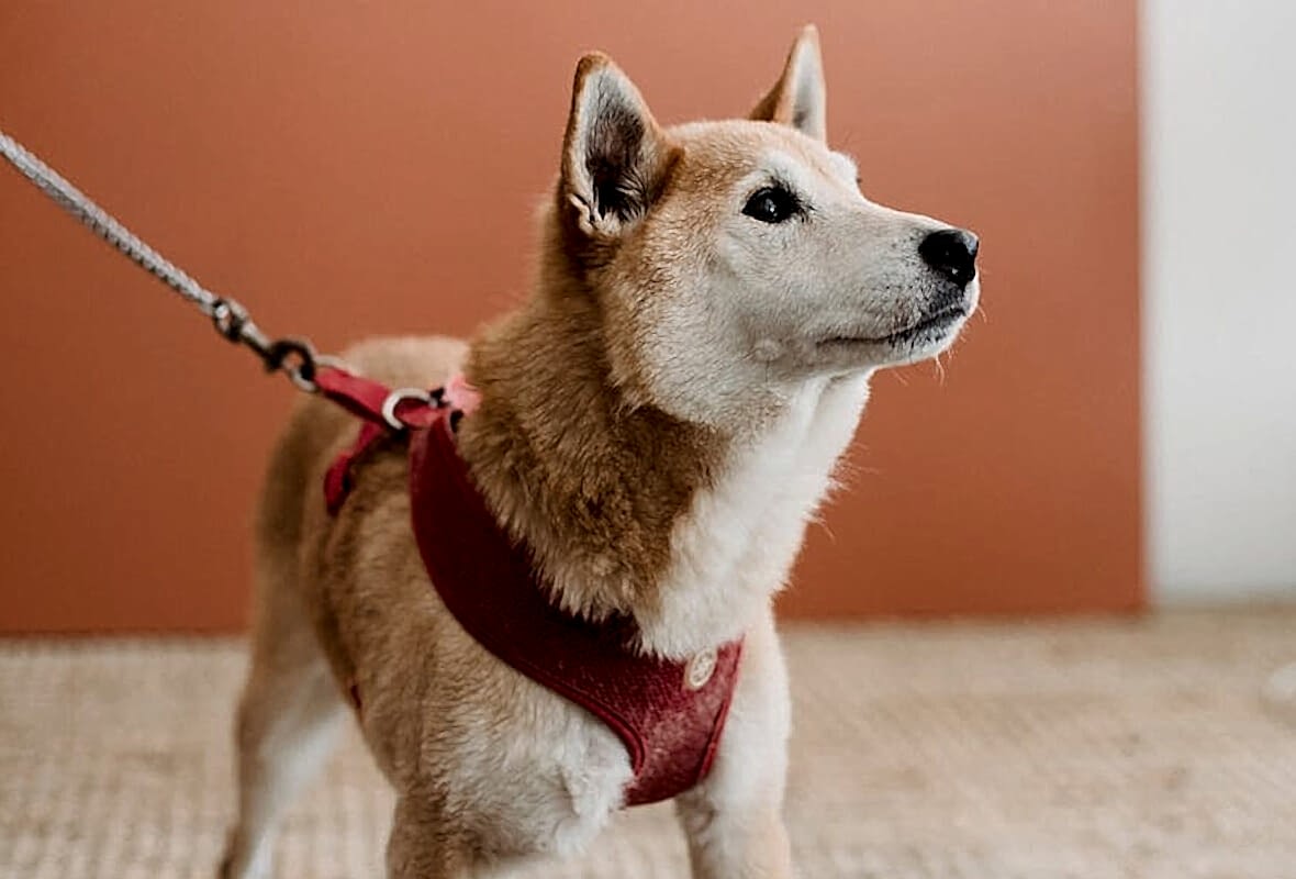 Evcil Hayvanınız İçin Düzenli Egzersizin Önemi