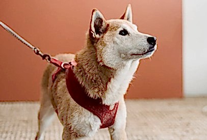 Evcil Hayvanınız İçin Düzenli Egzersizin Önemi