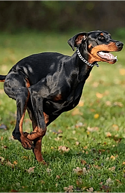 Alan Koruma Eğitimi